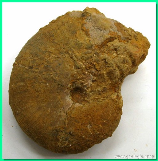 phylloceras heterophyllum a.jpg