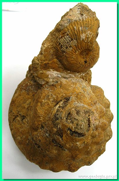 pleurotomaria coronata, macrocephalites sp..jpg