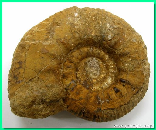 proplanulites cracoviensis.jpg