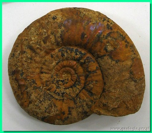 proplanulites subcuneatus.jpg