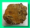 dorsetensia liostraca.jpg