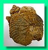 goliathiceras nitidum.jpg