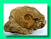 goliathiceras robustum.jpg