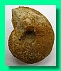 goliathiceras sp. 1.jpg