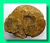 goliathiceras sp. 3a.jpg