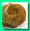 hecticoceras balinense.jpg