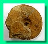 herznachites helveticus a.jpg