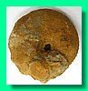 herznachites helveticus b.jpg