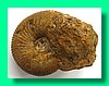 macrocephalites sp. 1a.jpg