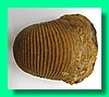 macrocephalites sp. 1b.jpg