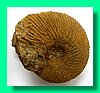 macrocephalites sp. 2a.jpg
