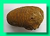 macrocephalites sp. 2b.jpg