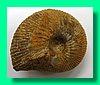 macrocephalites sp. 3.jpg