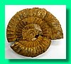 perisphinctes aff. decurrens.jpg