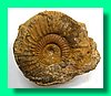perisphinctes aurigerus 1.jpg