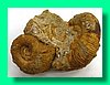 perisphinctes aurigerus 2b.jpg