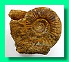 perisphinctes aurigerus 3.jpg