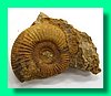perisphinctes aurigerus 4.jpg