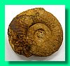 perisphinctes balinensis 1.jpg