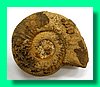 perisphinctes balinensis 2.jpg