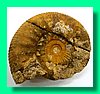perisphinctes bracteatus a.jpg