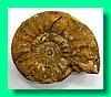 perisphinctes bracteatus b.jpg