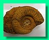 perisphinctes curvicosta 1.jpg