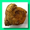 perisphinctes curvicosta 2 ().jpg