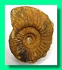 perisphinctes curvicosta 3.jpg