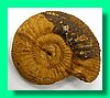 perisphinctes funatus a.jpg