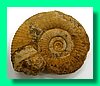 perisphinctes moorei 1a.jpg