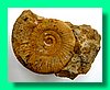 perisphinctes moorei 2.jpg