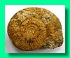 perisphinctes moorei 2b.jpg