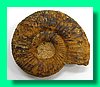 perisphinctes sp. 1 ().jpg