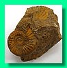 perisphinctes sp. 2 ().jpg