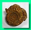 perisphinctes wagneri 1a.jpg