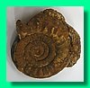 perisphinctes wagneri 1b.jpg