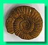 perisphinctes wagneri 2.jpg