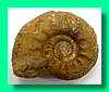 proplanulites cracoviensis.jpg