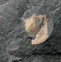 Przedstawiciel Inarticulata (Kowala, Dewon)