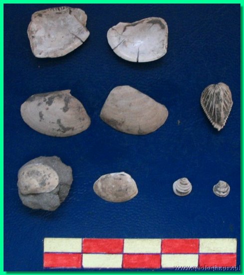 bugaj fot 29.jpg